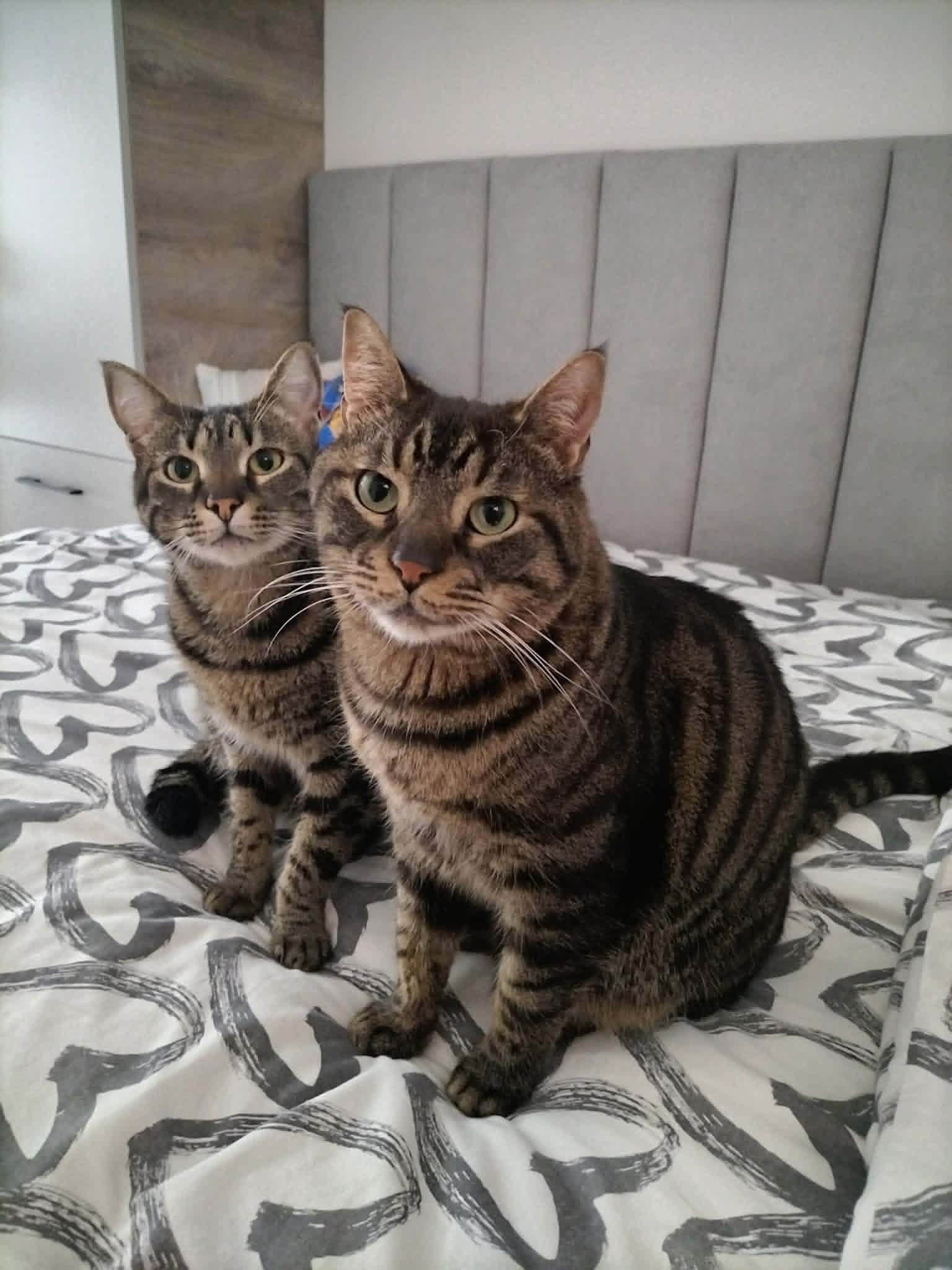 Evan & Chamy — Щастливи Котки у Дома