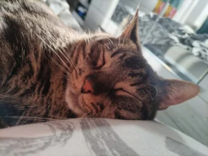 Грижа за котки — Evan & Chamy