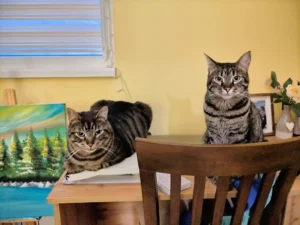 Грижа за котки — Evan & Chamy