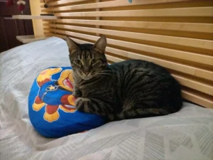 Грижа за котки — Evan & Chamy