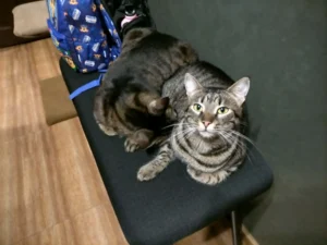 Грижа за котки — Evan & Chamy