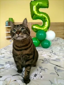 Грижа за котки — Evan & Chamy