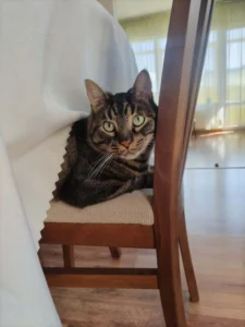 Грижа за котки — Evan & Chamy
