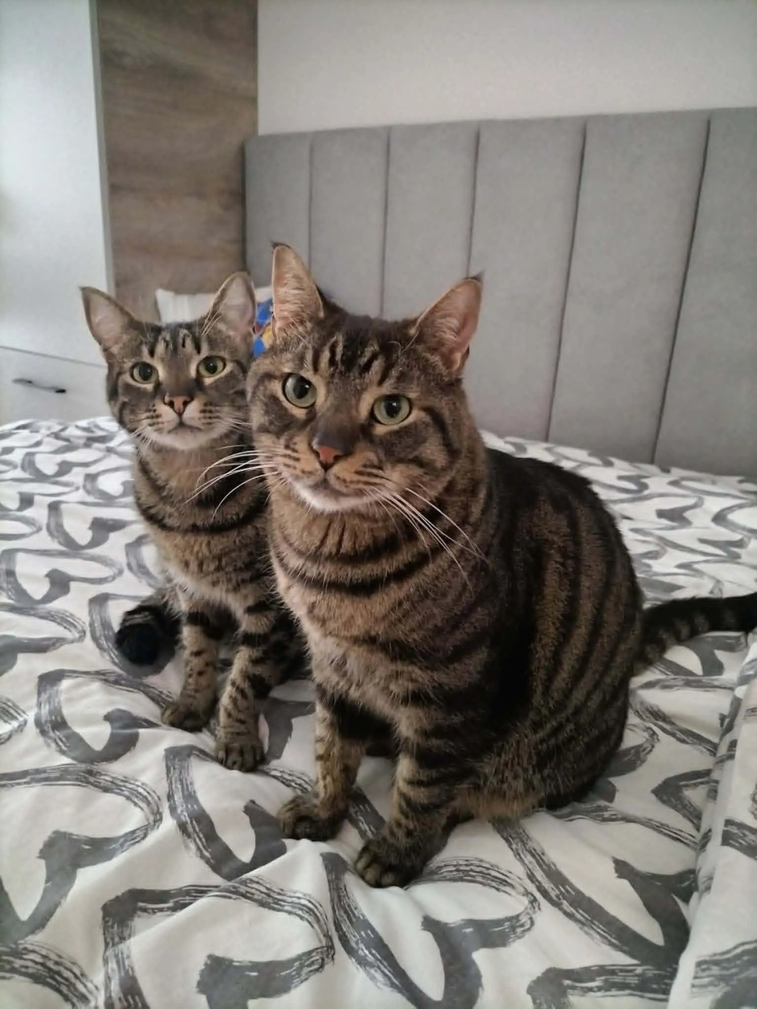 Evan & Chamy Cat Care — Грижа за котка у дома