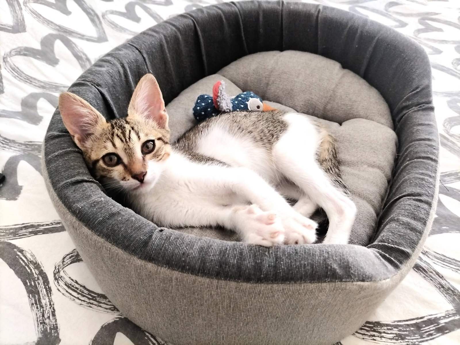 Коте в легълце - грижа за котки у дома